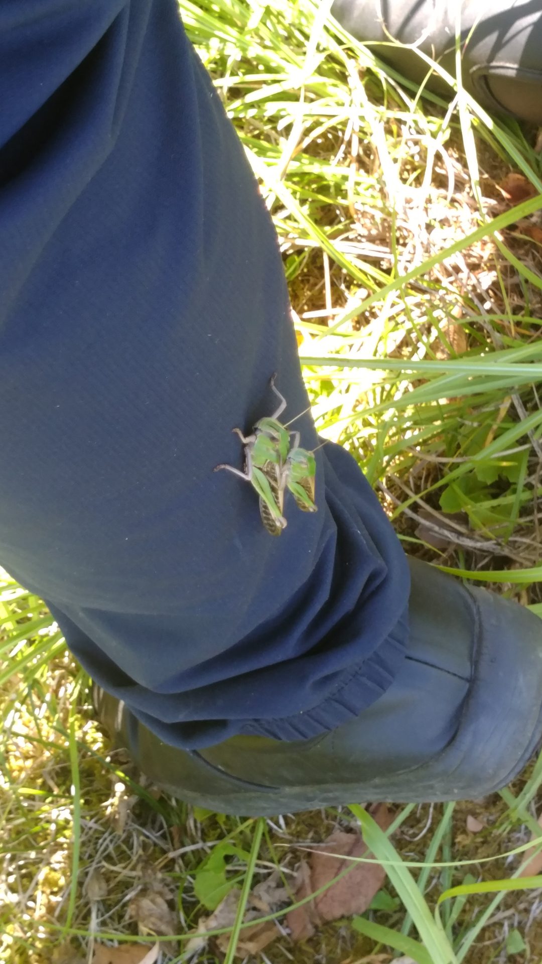 2025年 【夏から秋 酒米栽培記録 パート6】 2025産の酒米で梅ヶ枝酒造様で醸造＜新酒出荷予定日2026年2/16 ＞