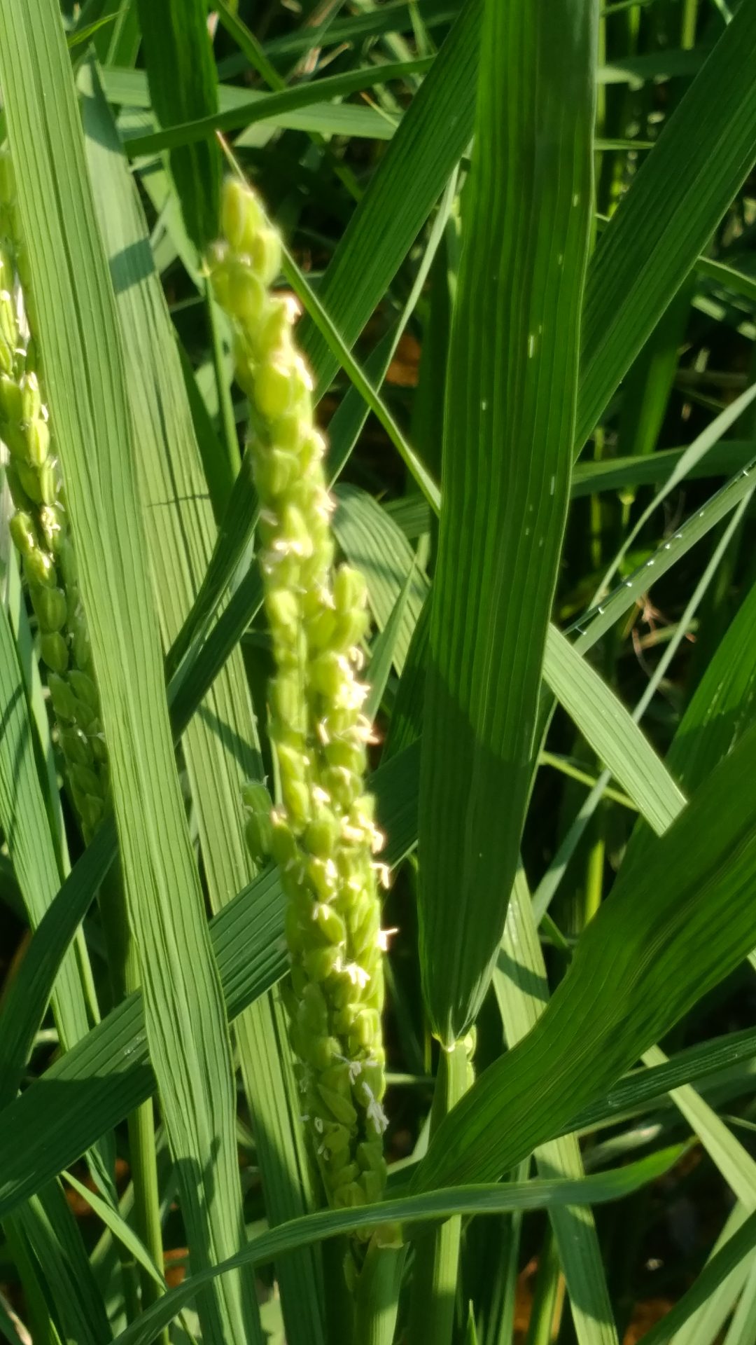 2025年 【夏から秋 酒米栽培記録 パート5】 2025産の酒米で梅ヶ枝酒造様で醸造＜新酒出荷予定日2026年2/16 ＞