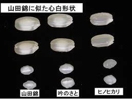 酒米の比較している