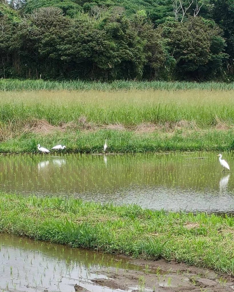 田植え後鳥の風景