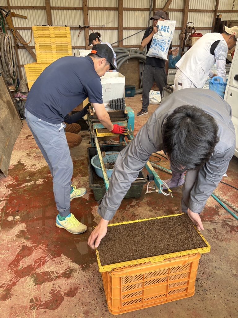 苗おろし様子