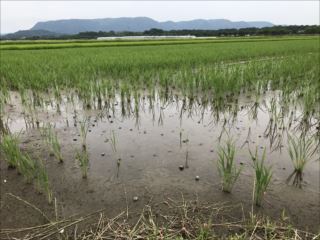ジャンボタニシの被害にあった田んぼ