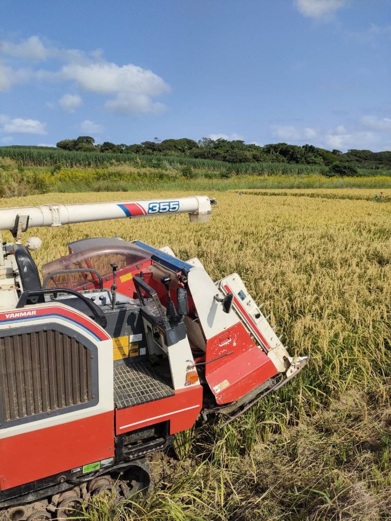稲刈りの様子
