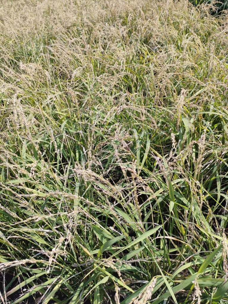 スズメに食い荒らされた稲の様子