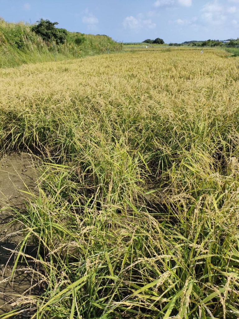 スズメに食い荒らされた稲の様子