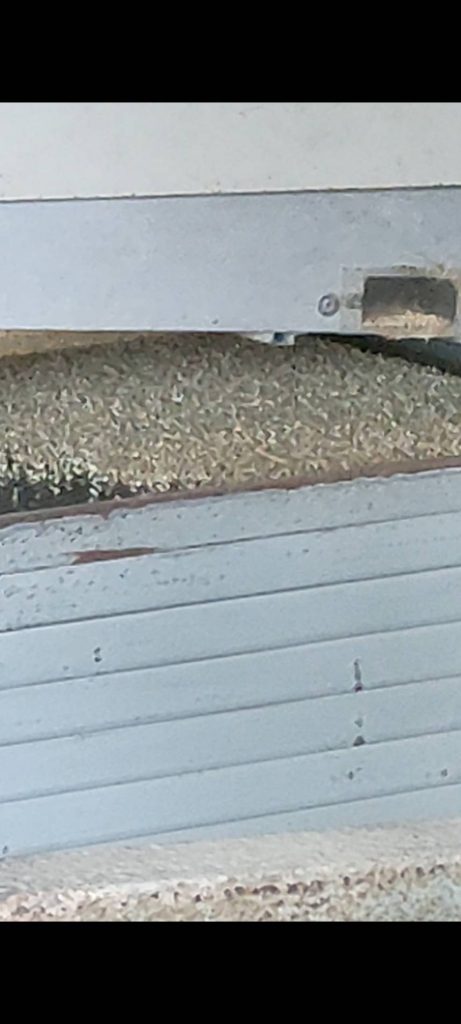 脱粉している様子